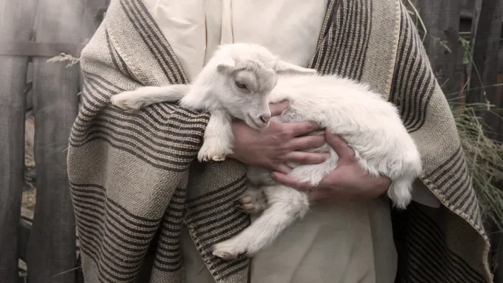 Lamb being nurtured by a shepherd