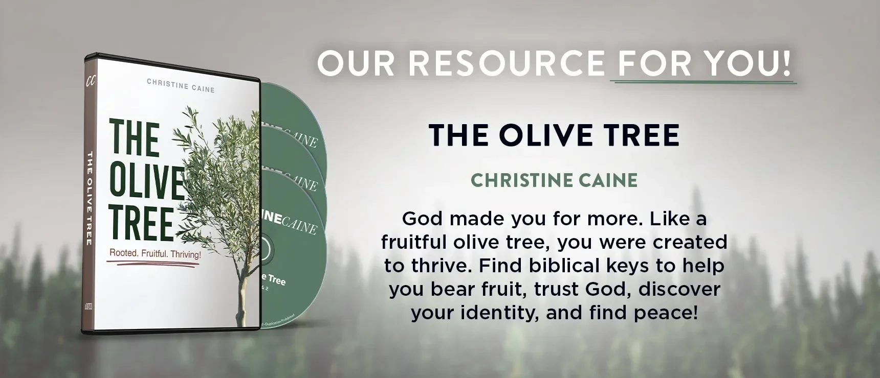 The Olive Tree by Christine Caine